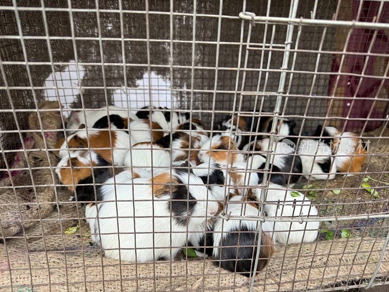 粗麻袋内衬的小豚鼠(Cavia porcellus)与成年母亲的金属笼子的图像，小豚鼠在半英寸见方的金属丝网后面，生菜，重点在前景